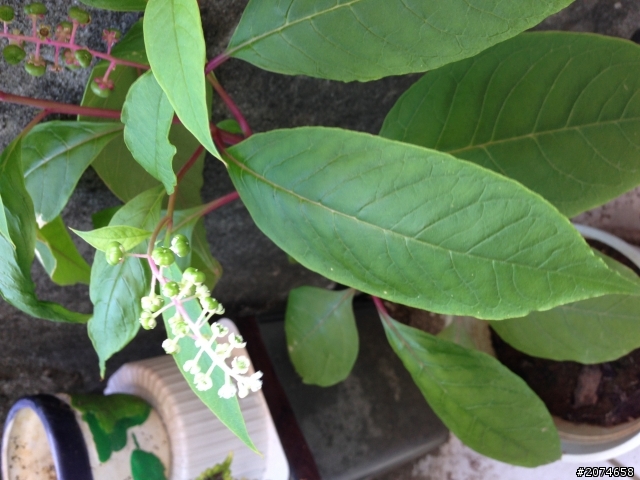 請問3種植物名稱?