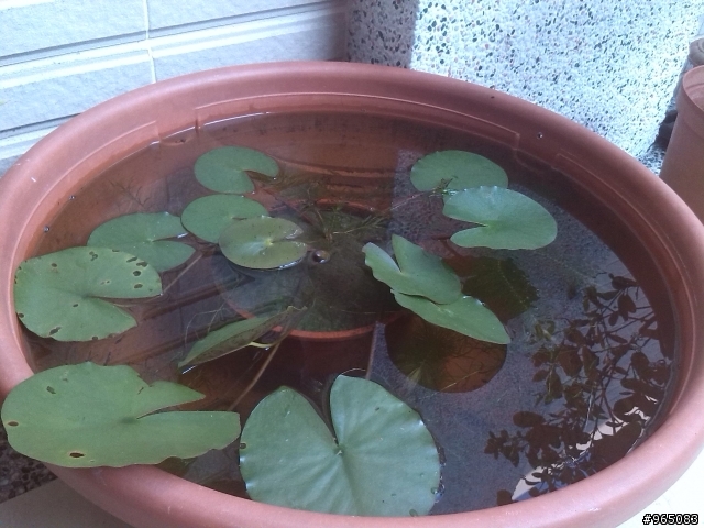 蓮花盆花苞歪斜，怎麼辦
