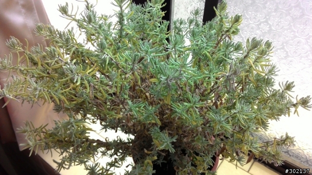 薰衣草種植問題