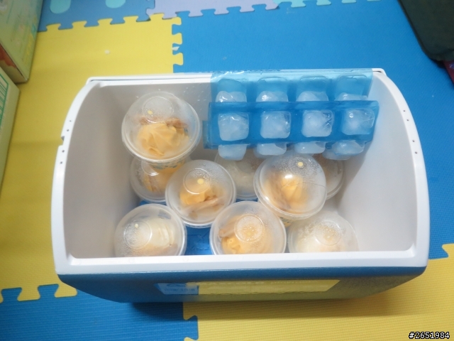 Igloo 16QT 小冰桶