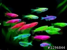 我想買螢光魚.買不到.請問哪裡有?