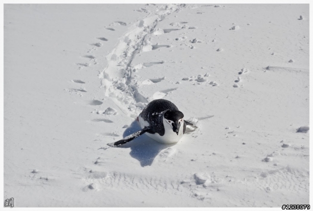 2013 Antarctica 南極