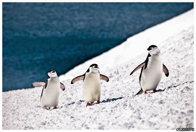 2013 Antarctica 南極