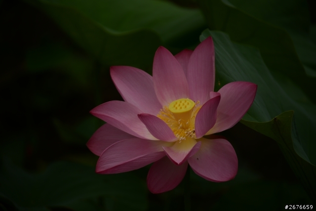 2014荷花樓