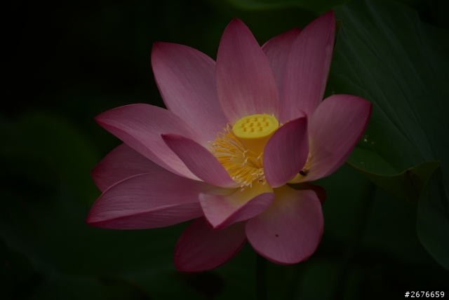 2014荷花樓