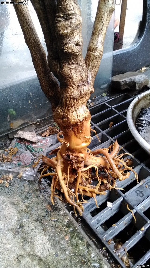 求助!福祿桐泡水爛根還救的活嗎?