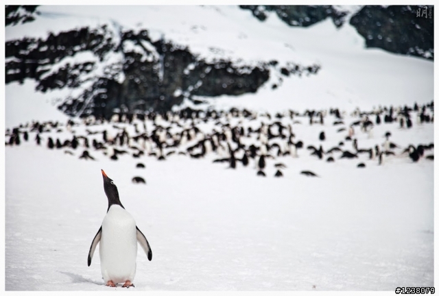2013 Antarctica 南極