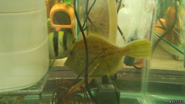 新手海水魚混養問題請教