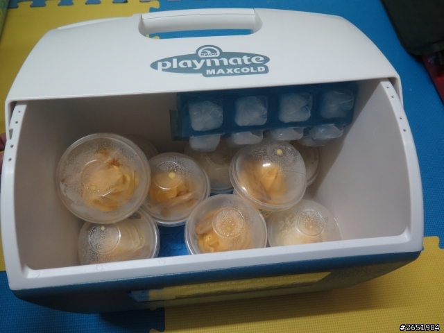 Igloo 16QT 小冰桶