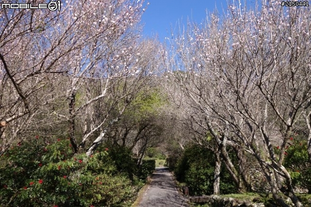 【北台灣行】北海岸.北橫公路(2014.1.19~01.25)-Day 5