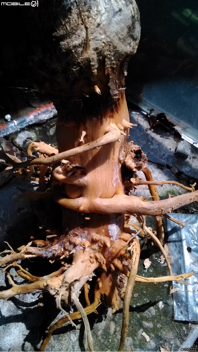 求助!福祿桐泡水爛根還救的活嗎?