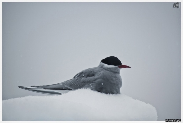 2013 Antarctica 南極