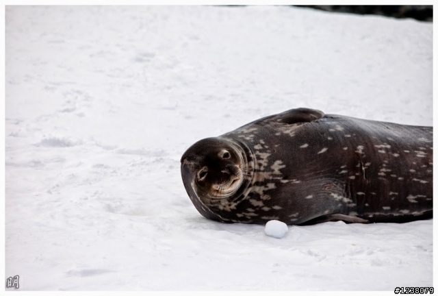 2013 Antarctica 南極