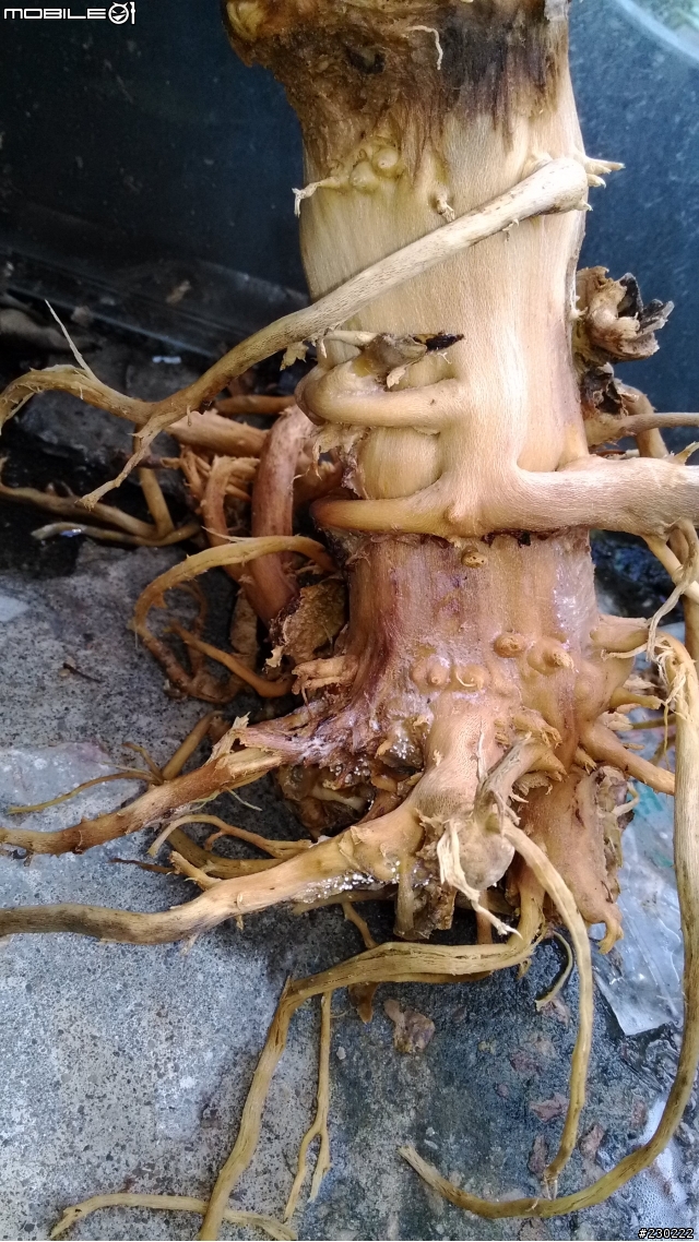 求助!福祿桐泡水爛根還救的活嗎?