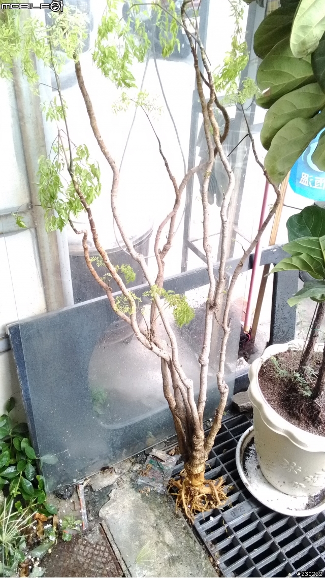 求助!福祿桐泡水爛根還救的活嗎?