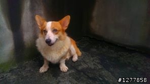 中山醫學大學校園停車場的可憐小柯基犬