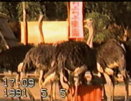 這些消失的樂園,你去過幾座？