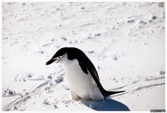 2013 Antarctica 南極