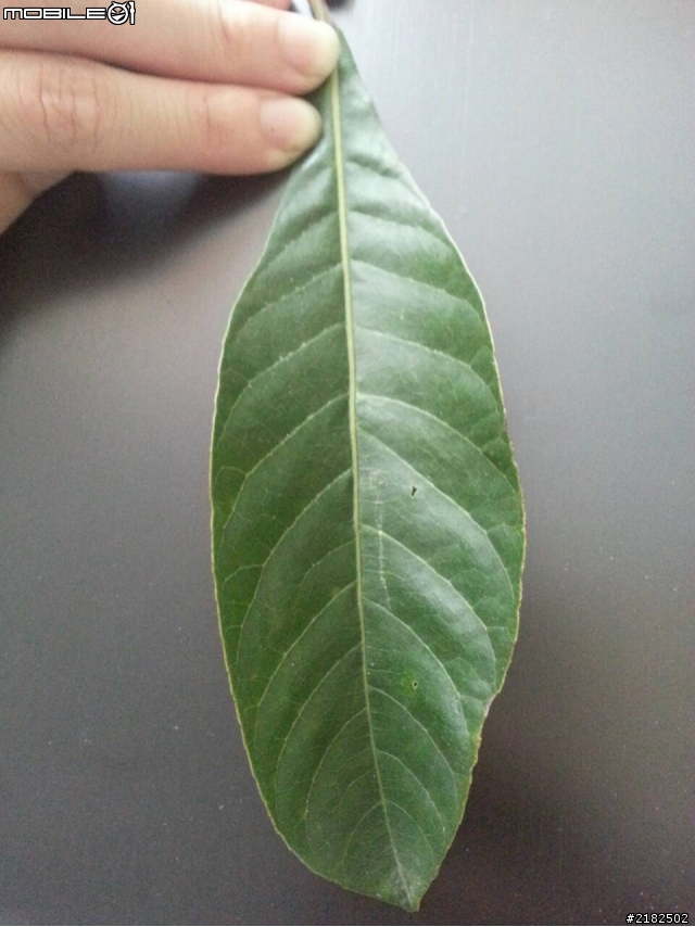 請問...這是什麼植物的葉子？(附圖)