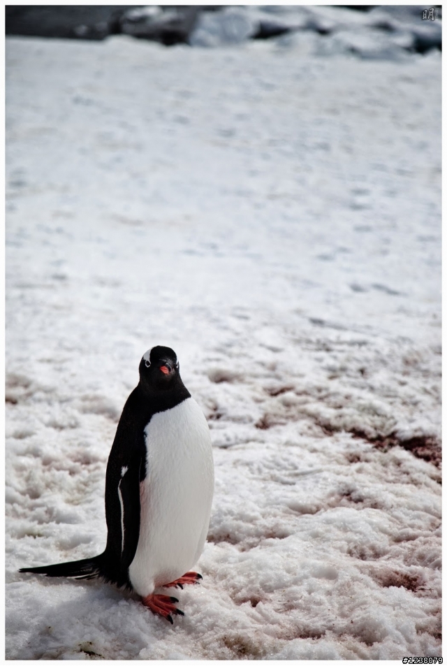2013 Antarctica 南極