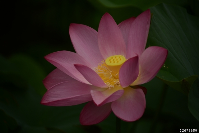 2014荷花樓