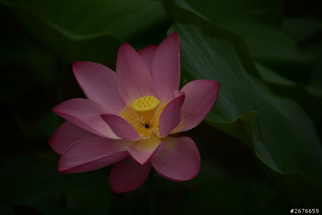 2014荷花樓