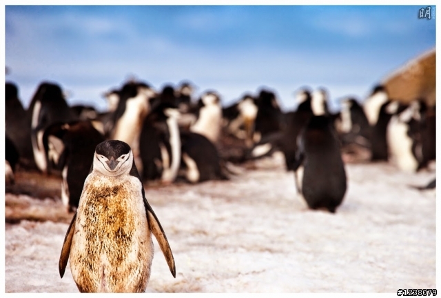 2013 Antarctica 南極