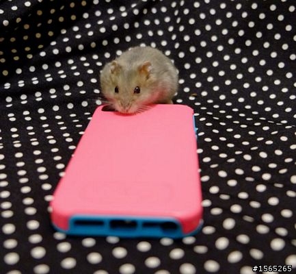 [分享] 亞果元素Otter Box  iphone5/5s手機殼~~ 舊的不去新的不來