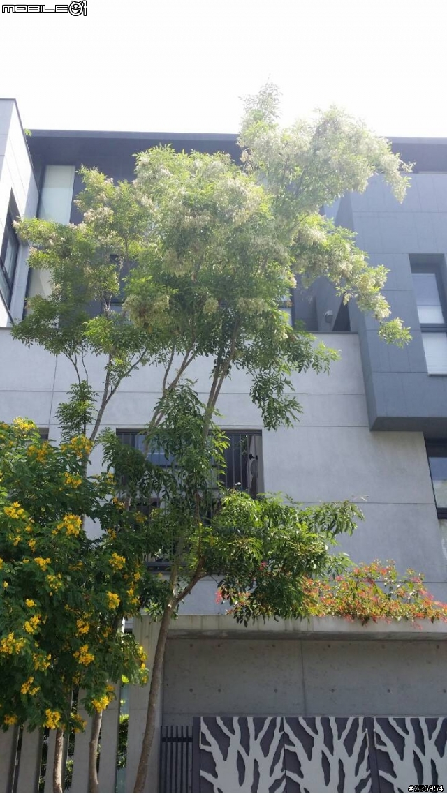 請問這種樹木的名稱~很多建案都會植栽