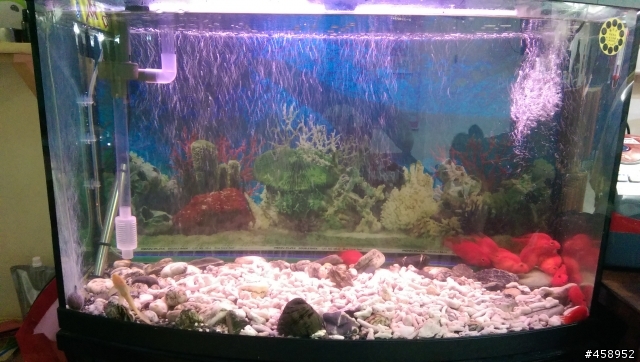 請問我的鸚鵡魚怎麼!