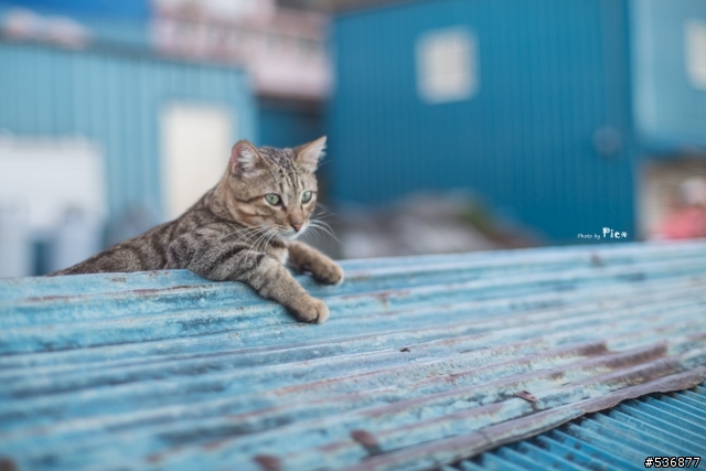 [開箱]Olympus G.Zuiko 55mm F1.2