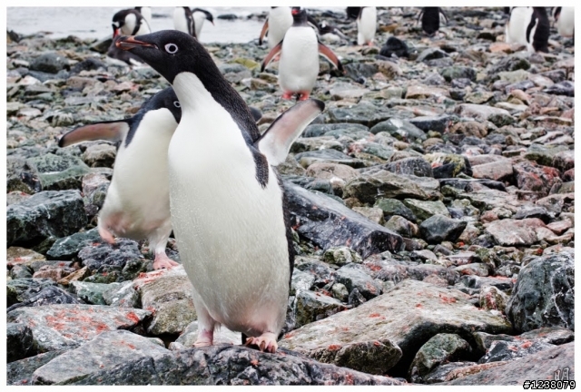 2013 Antarctica 南極