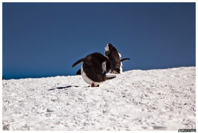2013 Antarctica 南極