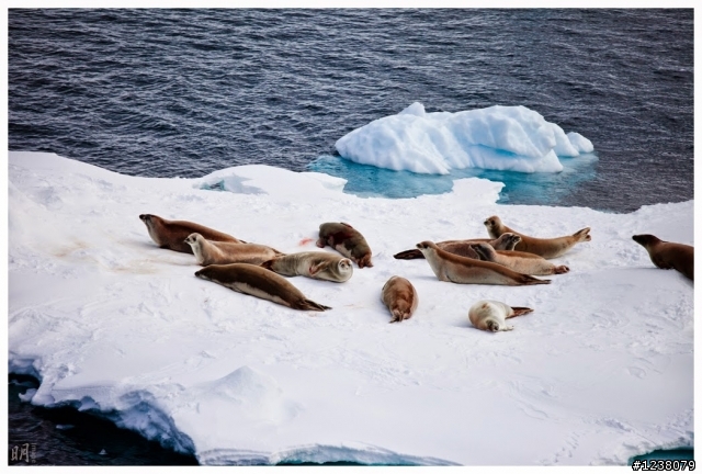 2013 Antarctica 南極