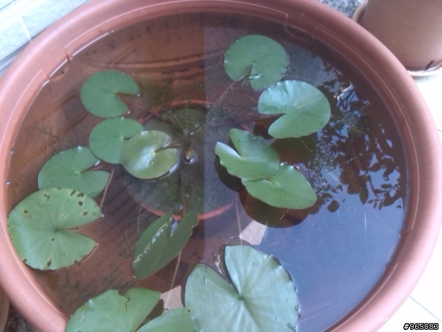 蓮花盆花苞歪斜，怎麼辦