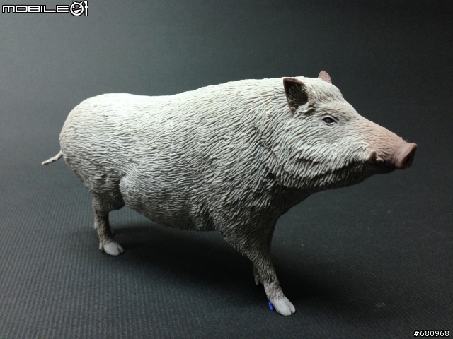 山豬來了(仿真動物模型製作--1:10th scale 台灣野豬[Sus scrofa taivanus])