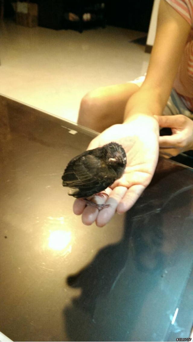 有人知道這是哪一種鳥嗎.?  該怎樣餵食呢..?