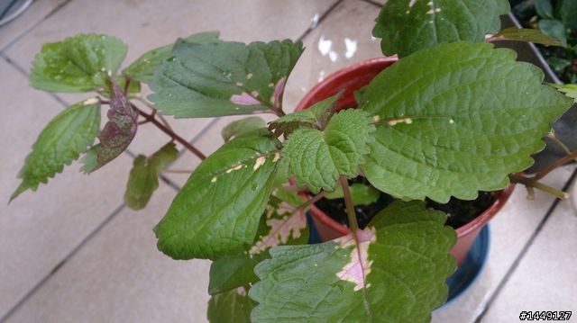 請問這是什麼植物?有人說是紫蘇