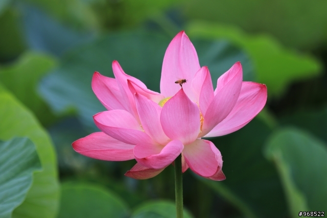 給我更多 "現在買5D3"  的理由！！