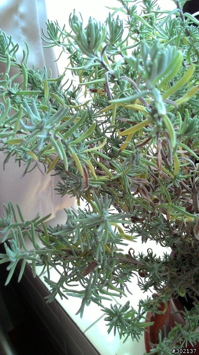 薰衣草種植問題