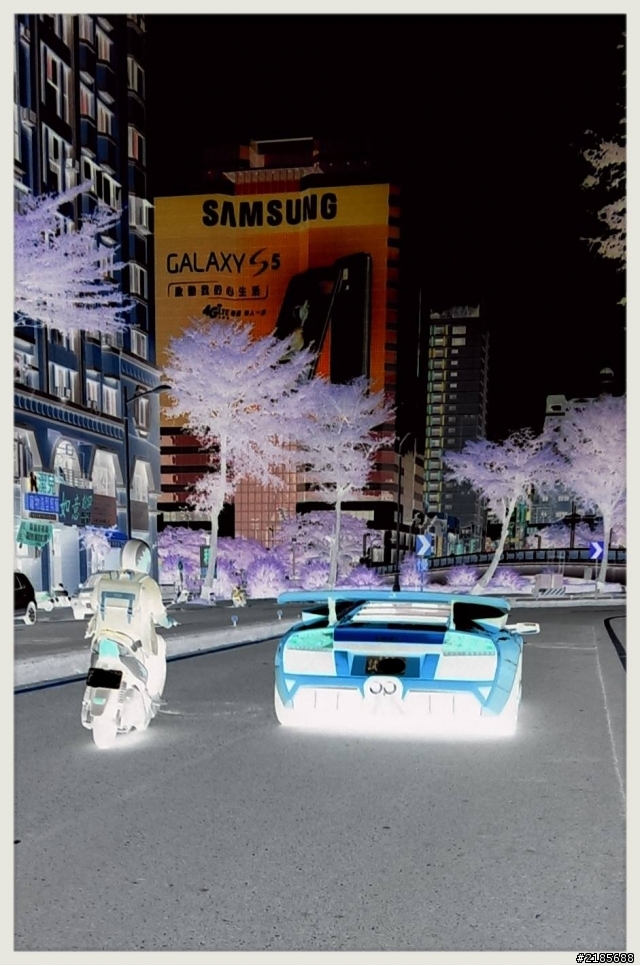 取牛的路上遇見野生牛
