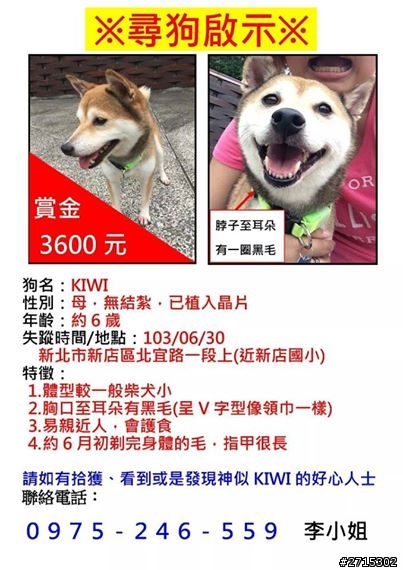 柴犬寶貝kiwi走失!!如果有看到分享一下!!拜託!!