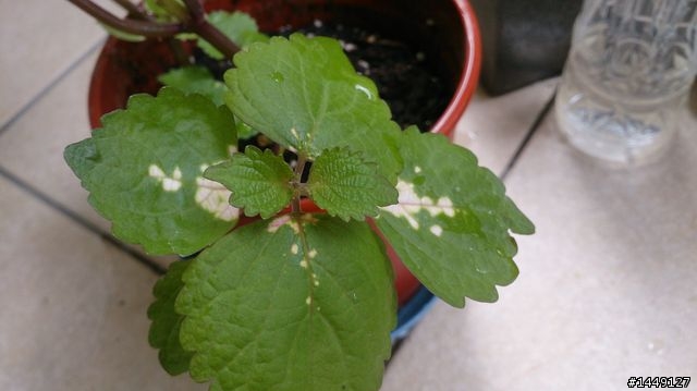 請問這是什麼植物?有人說是紫蘇