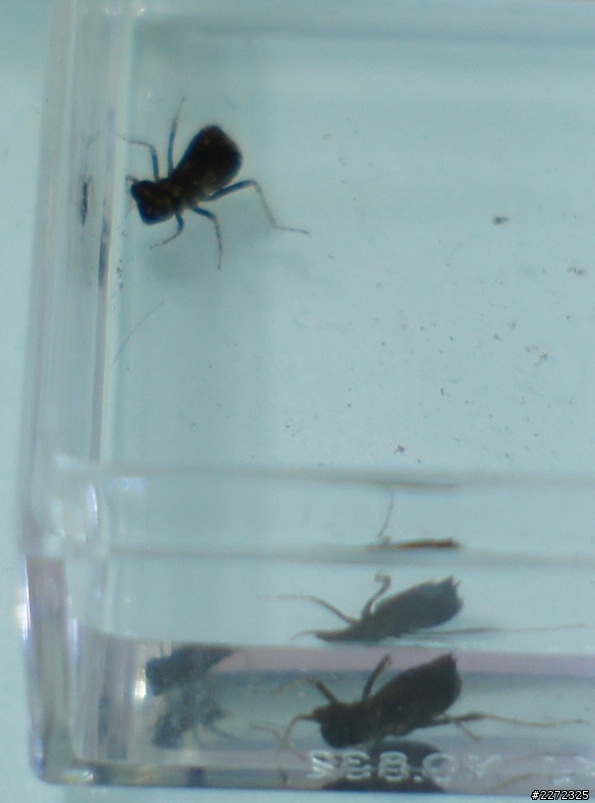 我的魚缸裡面突然發現兩隻....