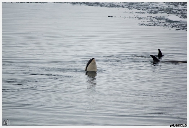 2013 Antarctica 南極