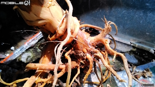 求助!福祿桐泡水爛根還救的活嗎?