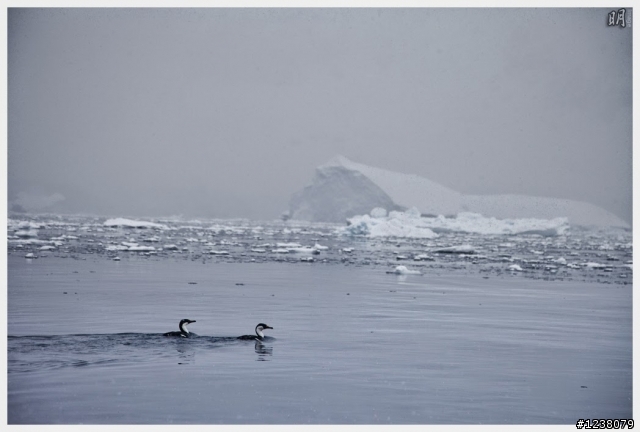 2013 Antarctica 南極