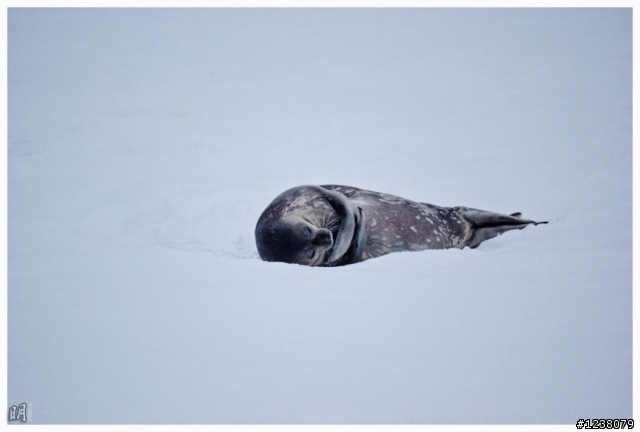 2013 Antarctica 南極