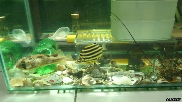 新手海水魚混養問題請教