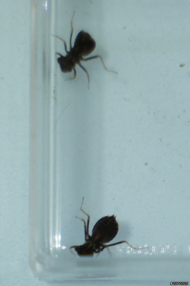 我的魚缸裡面突然發現兩隻....